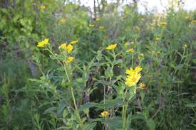 Image result for Aspilia