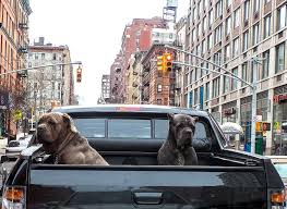Restraining Your Dog in the Bed of a Truck