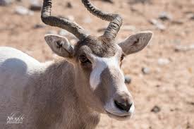 It was first described by henry blaiville in 1616 and its name has an arab origin and it means a wild animal with crooked horns. Here Is One Of Our 2 Female Addax The Addax Are A Critically Endangered Species Of The Antelope There Were Wildlife Park Critically Endangered Species Africa