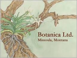 Image result for Rhipidoglossum ovale