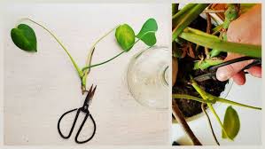 Monstera Ableger Richtig Schneiden Auswahlen Blatter Ausdunnen Luftwurzel Luftwurzeln Monstera Pflanzen