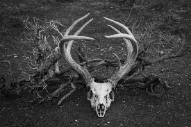 Black And White Deer Canvas Deer Skull Black And White Canvas Print By Maureen Bates Photography Skull Art Print Deer Skull Art Skull Art