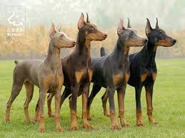 Black And Tan Doberman Puppies Traditional Black And Brown But They Also Have Blue And Silver Beige Doberman Colors Doberman Pinscher Dog Breeds