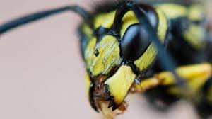 Tipps Und Tricks Im Notfall Was Tun Bei Bienen Und Wespenstichen Augsburger Allgemeine