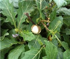 Image result for Solanum macrocarpon