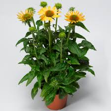 We did not find results for: Echinacea Purpurea Prairie Blaze Golden Yellow