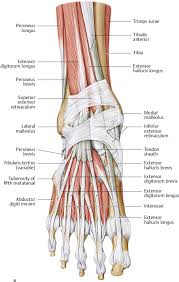 Its homolog in the arm is the abductor digiti minimi muscle in the hand. Foot And Ankle Musculoskeletal Key