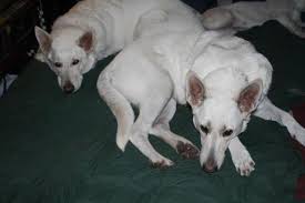 White German Shepherd For Sale Wisconsin Page 17