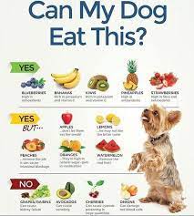However, just like bananas, cantaloupe has a high sugar content, so it doesn't make as good of a treat for dogs who have diabetes or are overweight. Foods Dogs Can Eat Foods Dogs Can Eat Human Food For Dogs Can Dogs Eat
