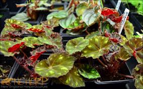 Listing photo shows an 6 pot. Live Begonias For Terrariums Vivariums Neherp Your One Stop Vivarium Shop