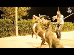 American Bully Xl Kopeklerim Bir Gunlugune Klip Mankeni Oldui Youtube 2020 Pitbull Kopek Arjantin