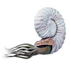 Ammonoid, also called ammonite, any of a group of extinct cephalopods (of the phylum mollusca), forms related to the modern pearly nautilus. What Is An Ammonite An Ammonite Is An Extinct Sea Creature That Looked Something Like A Flattened Snail But Which Was Related To Cuttlefish