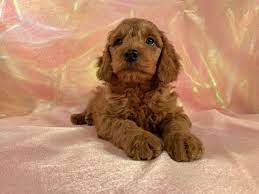 Iowa goldendoodle dandys is located near humboldt in north central ia. Dark Red F1 Mini Goldendoodle Puppies For Sale Female And Male Pups Available Goldendoodle Puppy Goldendoodle Puppy For Sale Miniature Goldendoodle Puppies