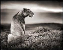 Beautiful Black And White Animal Photography Nick Brandt Animal Photography As Art Form Animal Photography Animal Photo Nick Brandt