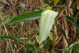 Image result for Aframomum albiflorum