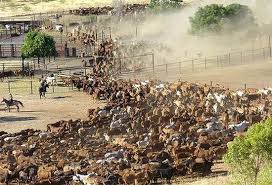 The World Geography 10 Unusual Strange Facts About Australia Australia Travel Outback Australia Australia