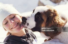 St Bernard With Human Saint Bernard Licking Teenage Girls Face Closeup  High-Res Stock
