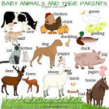 Animals with animals protect their young in different ways. Chart Of Animals And Their Babies Hanada