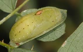 Image result for Erythrococca polyandra