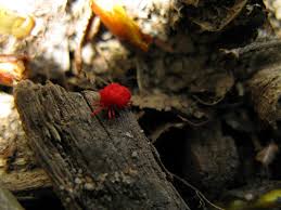 Rote Samtmilbe Trombidium Holosericeum Ffh Rheingau Rheingau Rot Milben