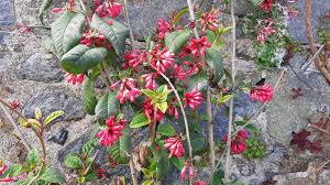 Image result for Cestrum elegans