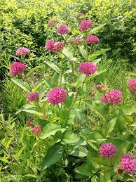 The Monarch Butterfly Host Plant Milkweeds And How To Grow Them From Seed