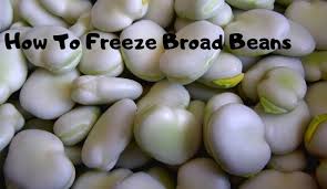 If you are on the go and do not have time for extras then this is the best way for you to freeze your fresh green beans. How To Freeze Broad Beans Growing Guides