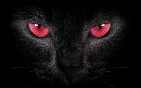 Black And Red Cat Http Italkcafe Com Data Black Cat And Red Html In 2020 Black Cat Cat Dark Cat Aesthetic