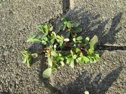 Portulak Eine Vergessene Gartenpflanze Gemuse Und Heilkraut