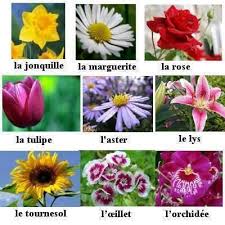 Flowers In French French Language French Vocabulary Teaching French