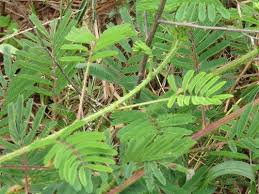 Image result for Mimosa diplotricha