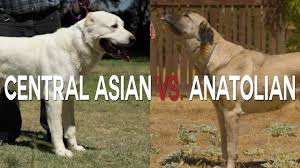 See more ideas about alabai dog, dogs, dog breeds. Central Asian Shepherd Vs Anatolian Shepherd Youtube