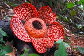 Giant Rafflesia Largest Flower In The World Big Flowers Beautiful Flowers Wallpapers Corpse Flower