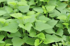 Other plants that deer do not go for include: Sweet Potato Greens Information About Eating Potato Vine Leaves