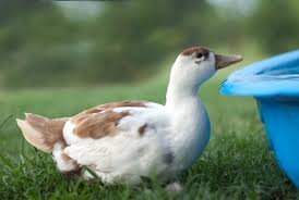 What Color Do I Call My Ducks Call Ducks Duck Calls Pet Ducks Duck