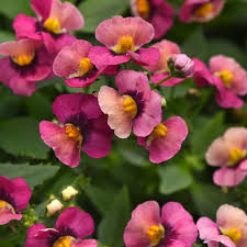 Image result for Nemesia fruticans