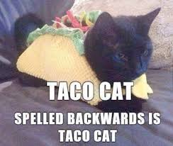 Get Some Cats And Kittens For Sale Gumtree Taco Cat Cat Memes Cats