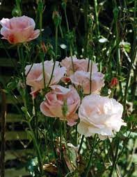 How To Rejuvenate Old Roses Rose Bush Planting Roses Rose Seeds