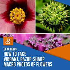 Every day new pictures and just beautiful wallpaper for your desktop flowers completely free. How To Take Vibrant Razor Sharp Macro Photos Of Flowers
