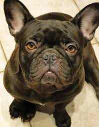French bulldog dna tests quantity. New Dog Dna Test Cocoa Coat Color Veterinary Genetics Laboratory