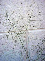 Image result for Digitaria velutina