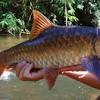 Selain itu, bentuk kepala lampam jawa lebih kecil dan runcing berbanding lampam sungai. 1