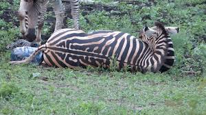 Do sharks give birth to live young? Zebra Giving Birth Youtube