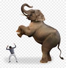 Ftestickers Man Scared Angryelephant Elephant Indian Elephant Clipart 3645590 Pikpng Elephant png & psd images with full transparency. ftestickers man scared angryelephant