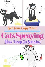 Cats Spraying No More Cat Spray Male Cat Spraying Cleaning Cat Urine