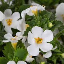 Image result for Bacopa