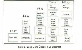 ek gida bebek besleme bebek bebek gelisi