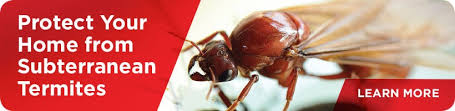 Waking up at night for a midnight snack, flipping the light on, and watching cockroaches scurry away is enough to keep you up until dawn. Termite Exterminator Viking Pest Control Nj Pa Md De