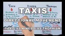 Taxis | Directional Movement In Organisms - YouTube