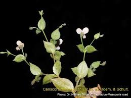 Image result for Canscora diffusa